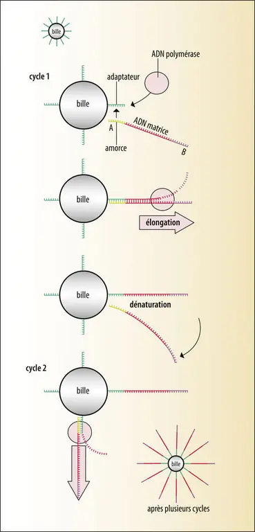 Principe de la PCR en émulsion (Ion Torrent<sup>®</sup>)