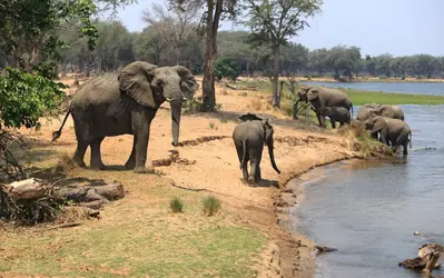 Éléphants au bord du Zambèze - crédits : Achim Mittler, Frankfurt am Main/ Moment Open/ Getty Images