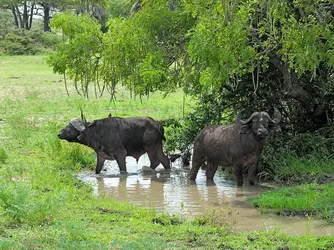 Buffles de savane - crédits : Edwige de Mauvaisin