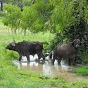 Buffles de savane - crédits : Edwige de Mauvaisin