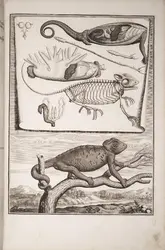 Le caméléon et son anatomie interne (1671) - crédits : Courtesy of the Smithsonian Libraries