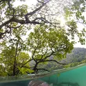 Jeune mangrove, îles Surin (Thaïlande) - crédits : Sunphol Sorakul/ Moment/ Getty Images