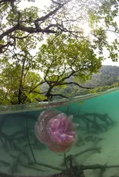 Jeune mangrove, îles Surin (Thaïlande) - crédits : Sunphol Sorakul/ Moment/ Getty Images