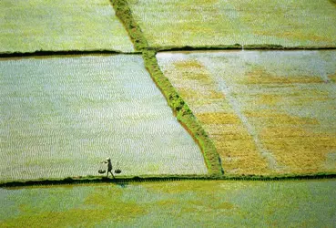 Rizières - crédits : Paula Bronstein/ Getty Images