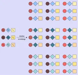 Chimie combinatoire : synthèse en mélange - crédits : Encyclopædia Universalis France