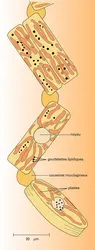 Grammatophora marina - crédits : Encyclopædia Universalis France