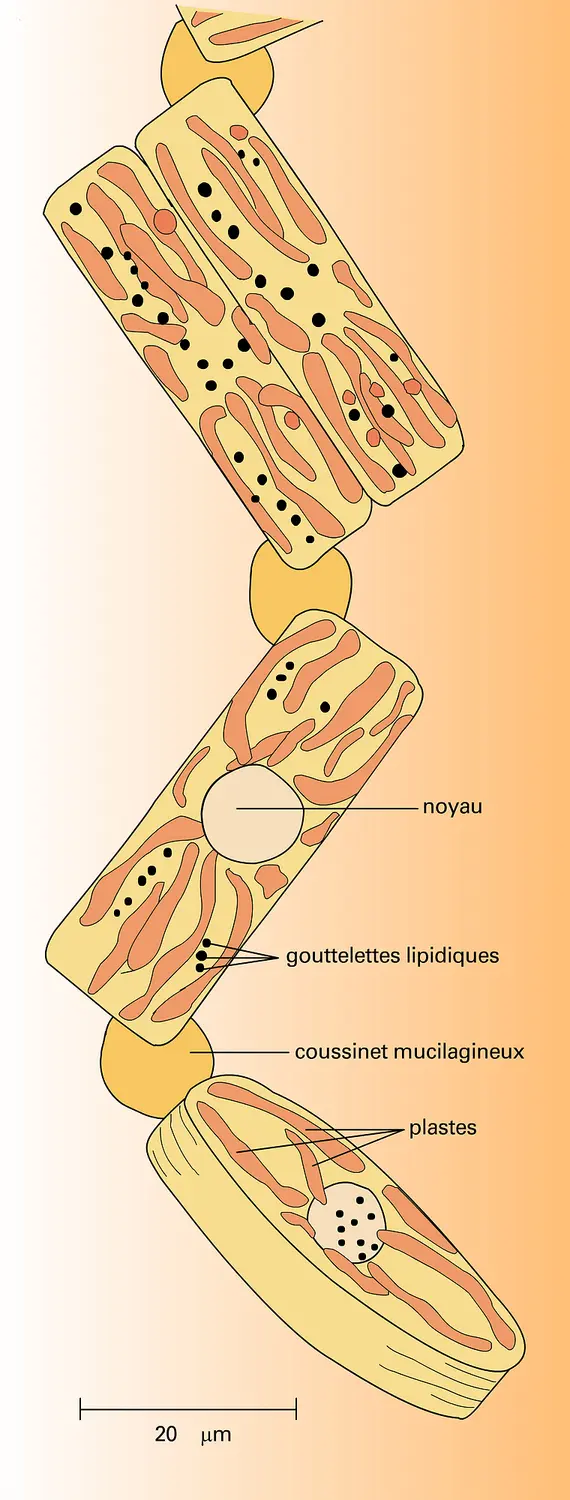 Grammatophora marina