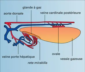 Perche : vessie gazeuse - crédits : Encyclopædia Universalis France