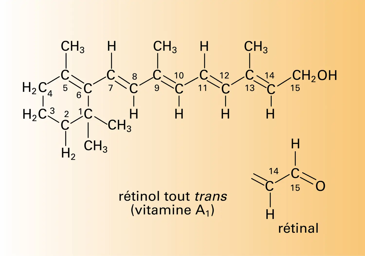 Rétinol tout trans et rétinol 11-cis - vue 1