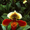 Paphiopedilum - crédits : E. Bertaggia/ De Agostini/ Getty Images