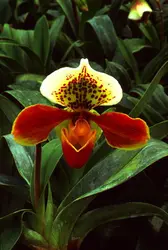 Paphiopedilum - crédits : E. Bertaggia/ De Agostini/ Getty Images