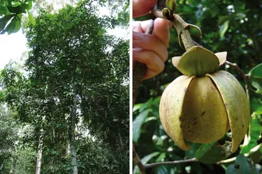 <em>Anonidium mannii</em> : plante à fleurs - crédits : Hervé Sauquet