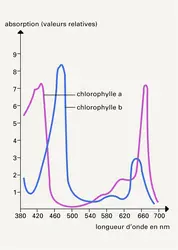 Spectres d'absorption dans le méthanol - crédits : Encyclopædia Universalis France