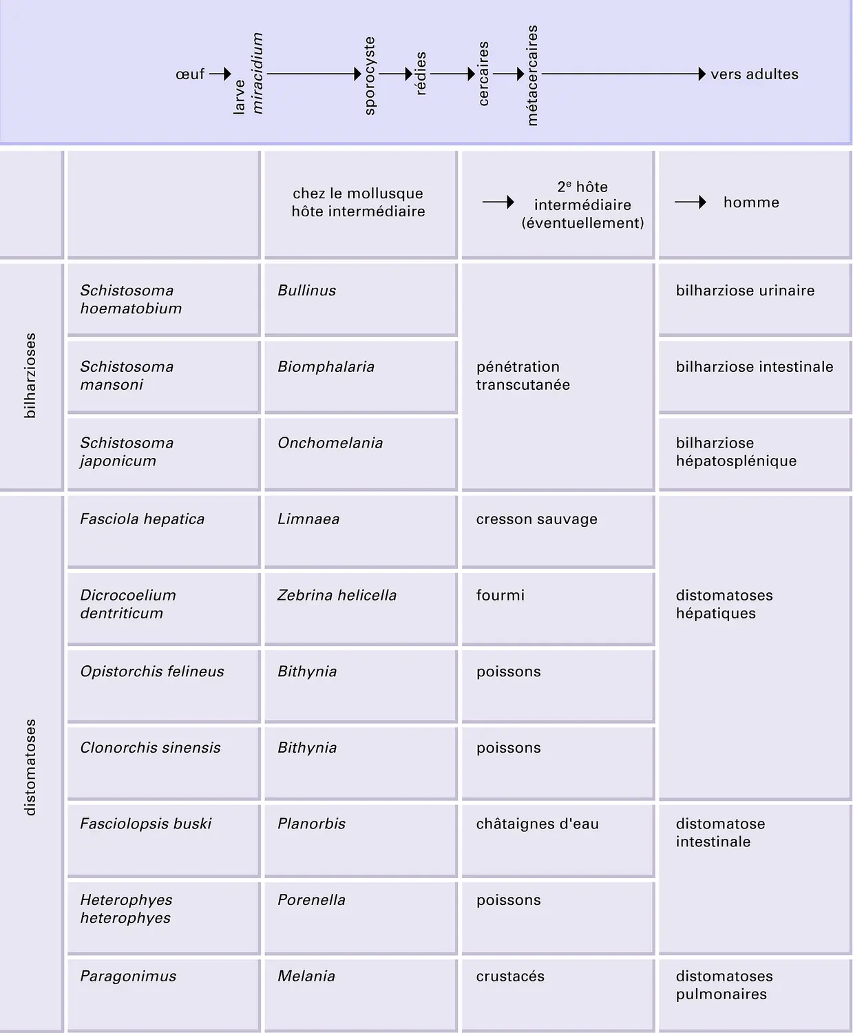 Trématodes : cycle évolutif