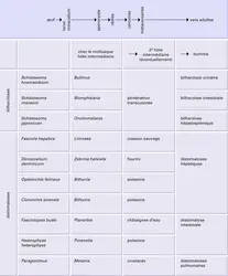 Trématodes : cycle évolutif - crédits : Encyclopædia Universalis France