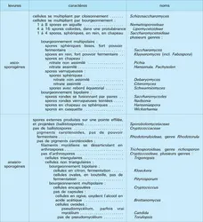 Ascosporogènes et anascosporogènes - crédits : Encyclopædia Universalis France