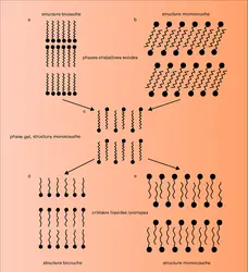 Phases de symétrie lamellaire - crédits : Encyclopædia Universalis France