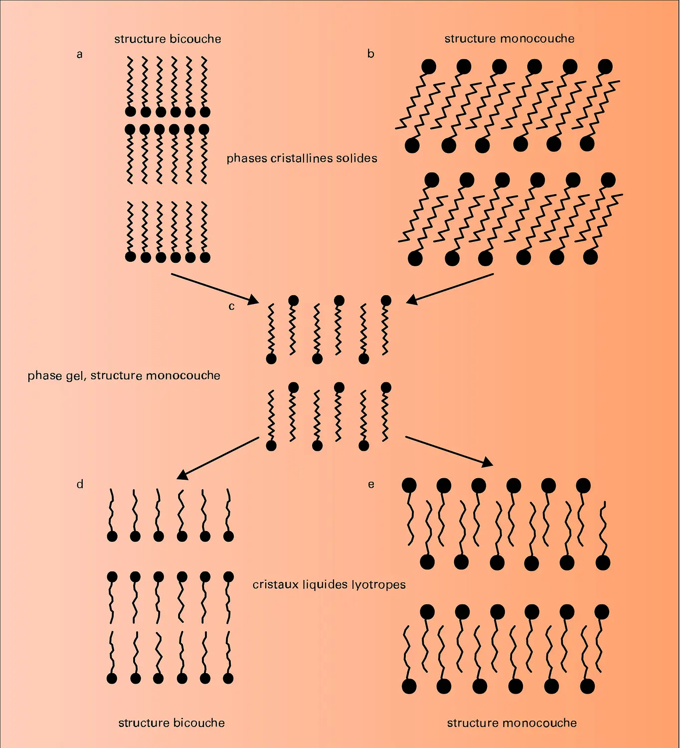 Phases de symétrie lamellaire