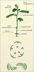 Phylanthus amarus : rameaux - crédits : Encyclopædia Universalis France