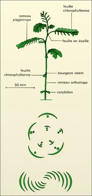 Phylanthus amarus : rameaux
