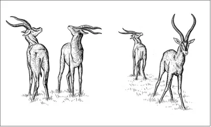 Comportement animal : relations de dominance-subordination chez les gazelles - crédits : Encyclopædia Universalis France