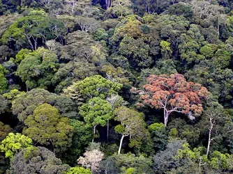 Canopée, forêts du Gabon - crédits : D. Louppe/ CIRAD