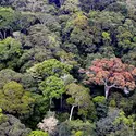 Canopée, forêts du Gabon - crédits : D. Louppe/ CIRAD