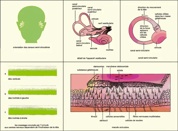 Organe vestibulaire