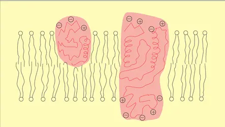 Modèle moléculaire de Singer et Nicolson - crédits : Encyclopædia Universalis France