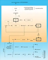 Cycle de Calvin - crédits : Encyclopædia Universalis France