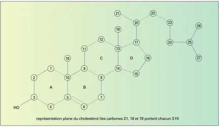 Cholestérol - crédits : Encyclopædia Universalis France