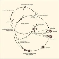 Oomycète - crédits : Encyclopædia Universalis France