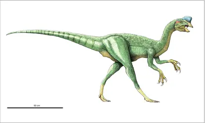 Oviraptor - crédits : Encyclopædia Universalis France