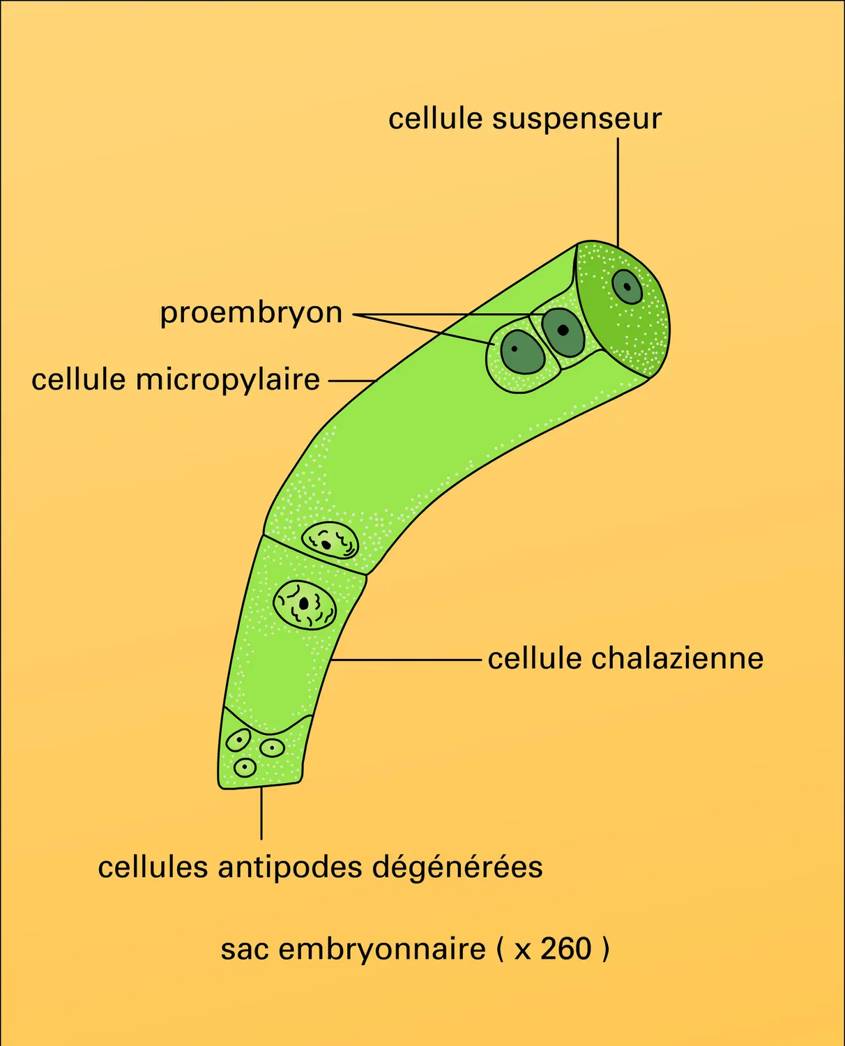 Embryon : développement - vue 4