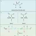 Les différents états des acides aminés - crédits : Encyclopædia Universalis France