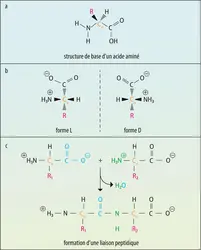 Les différents états des acides aminés - crédits : Encyclopædia Universalis France