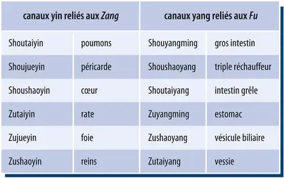 Les douze canaux (méridiens) principaux - crédits : Encyclopædia Universalis France