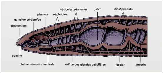 Lumbricus : coupe sagittale - crédits : Encyclopædia Universalis France