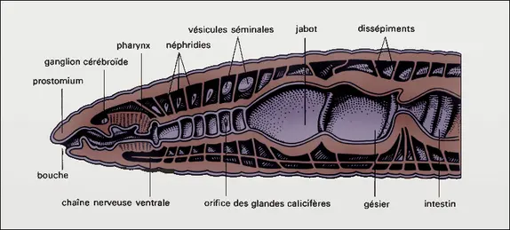 Lumbricus : coupe sagittale