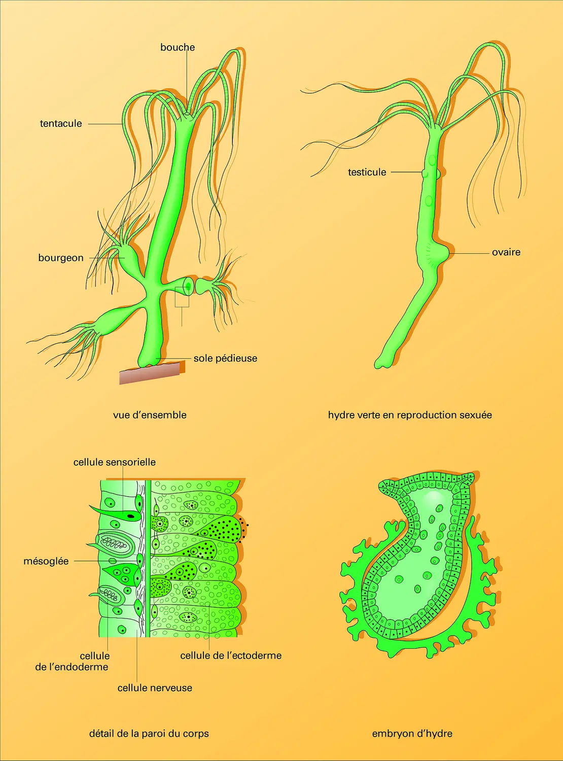 Hydre verte