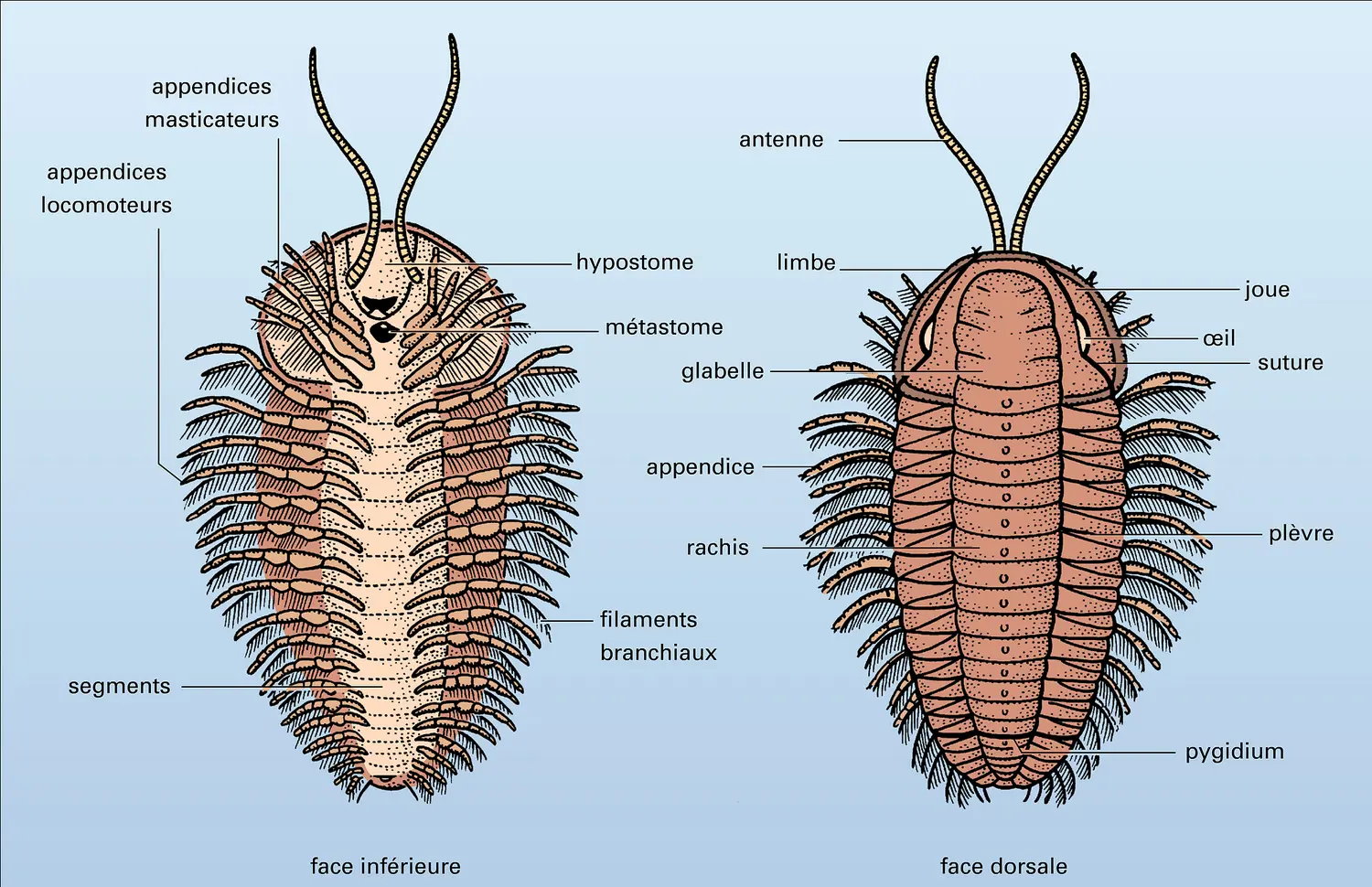 Triarthrus