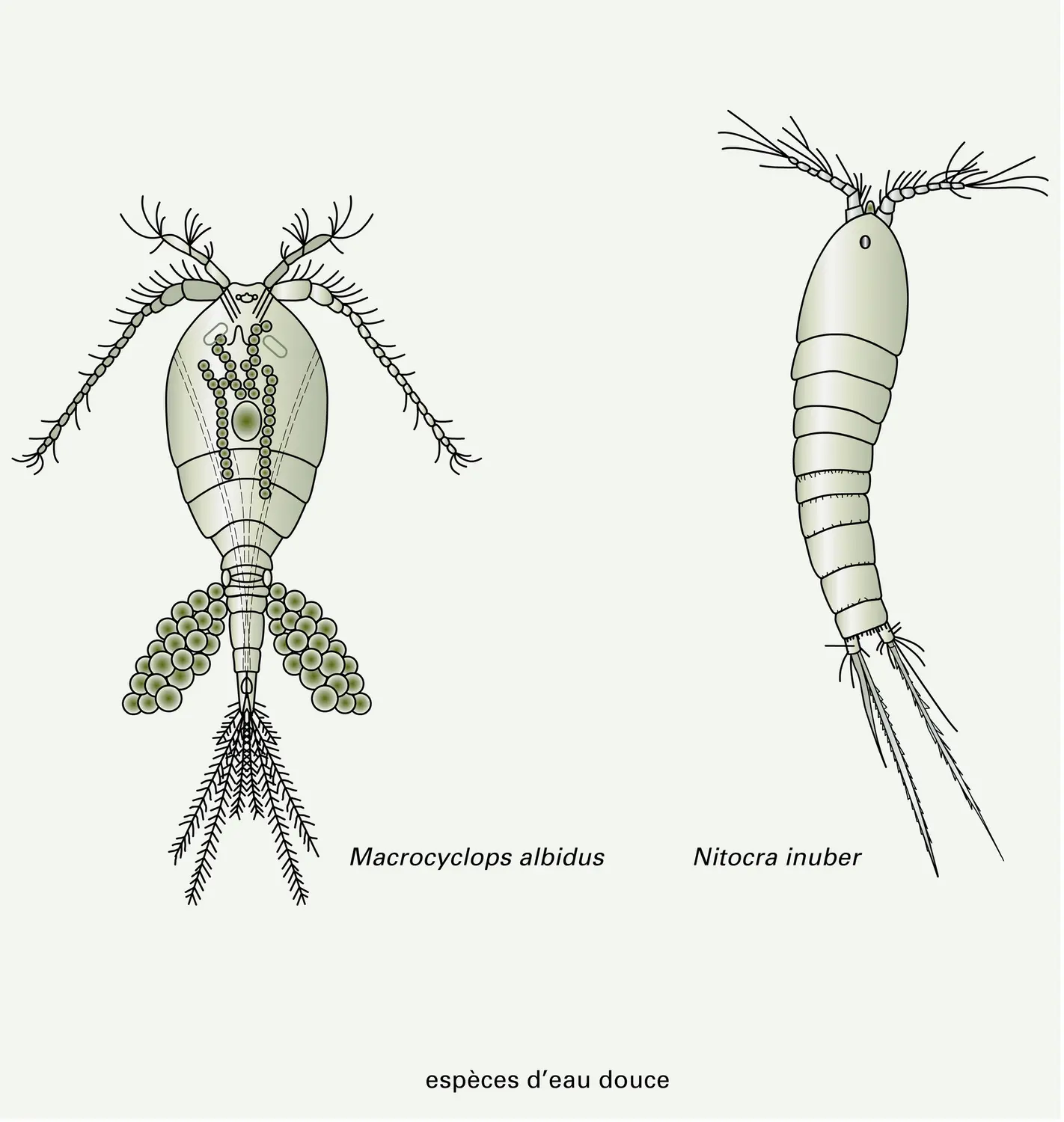 Copépodes : quelques espèces libres - vue 1