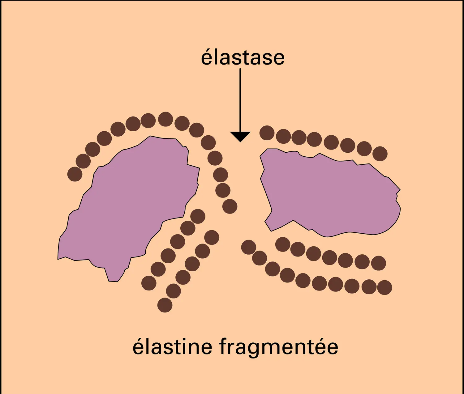 Élastogenèse - vue 3