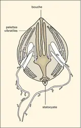 Cydippe - crédits : Encyclopædia Universalis France