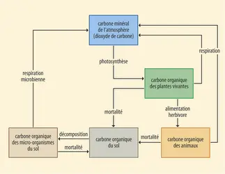 Cycle du carbone dans les écosystèmes terrestres - crédits : Encyclopædia Universalis France