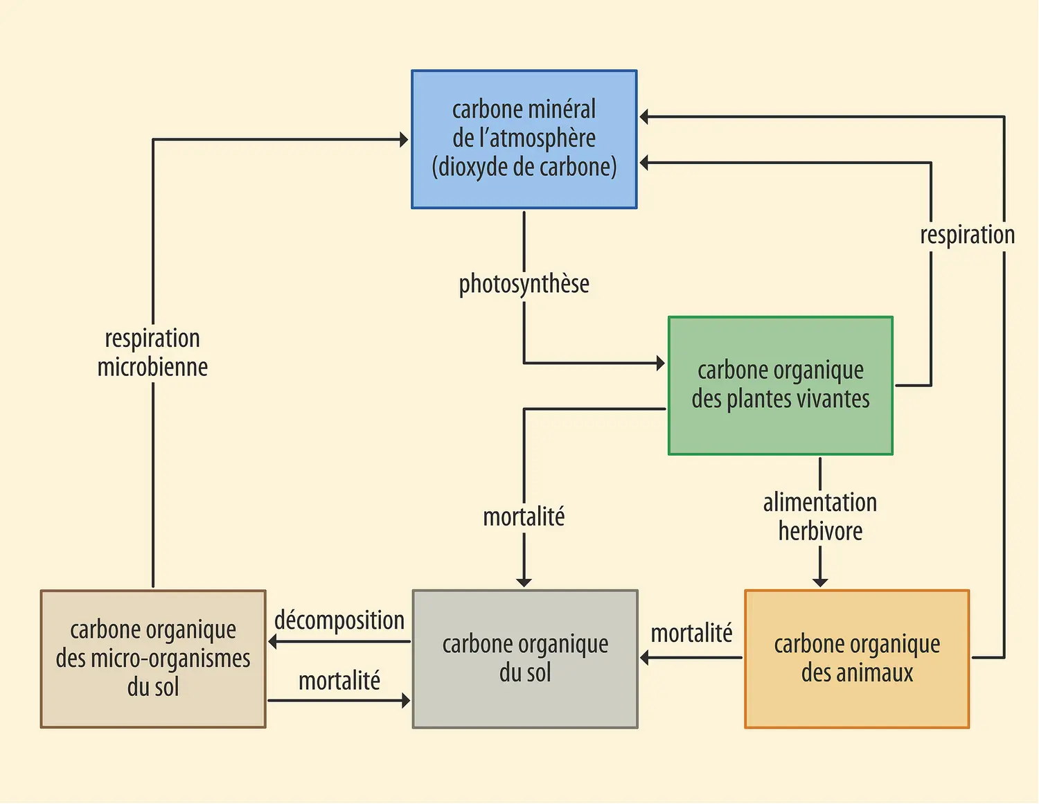 Cycle du carbone dans les écosystèmes terrestres