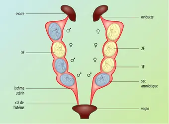 Influence des hormones sur le comportement des souris - crédits : Encyclopædia Universalis France