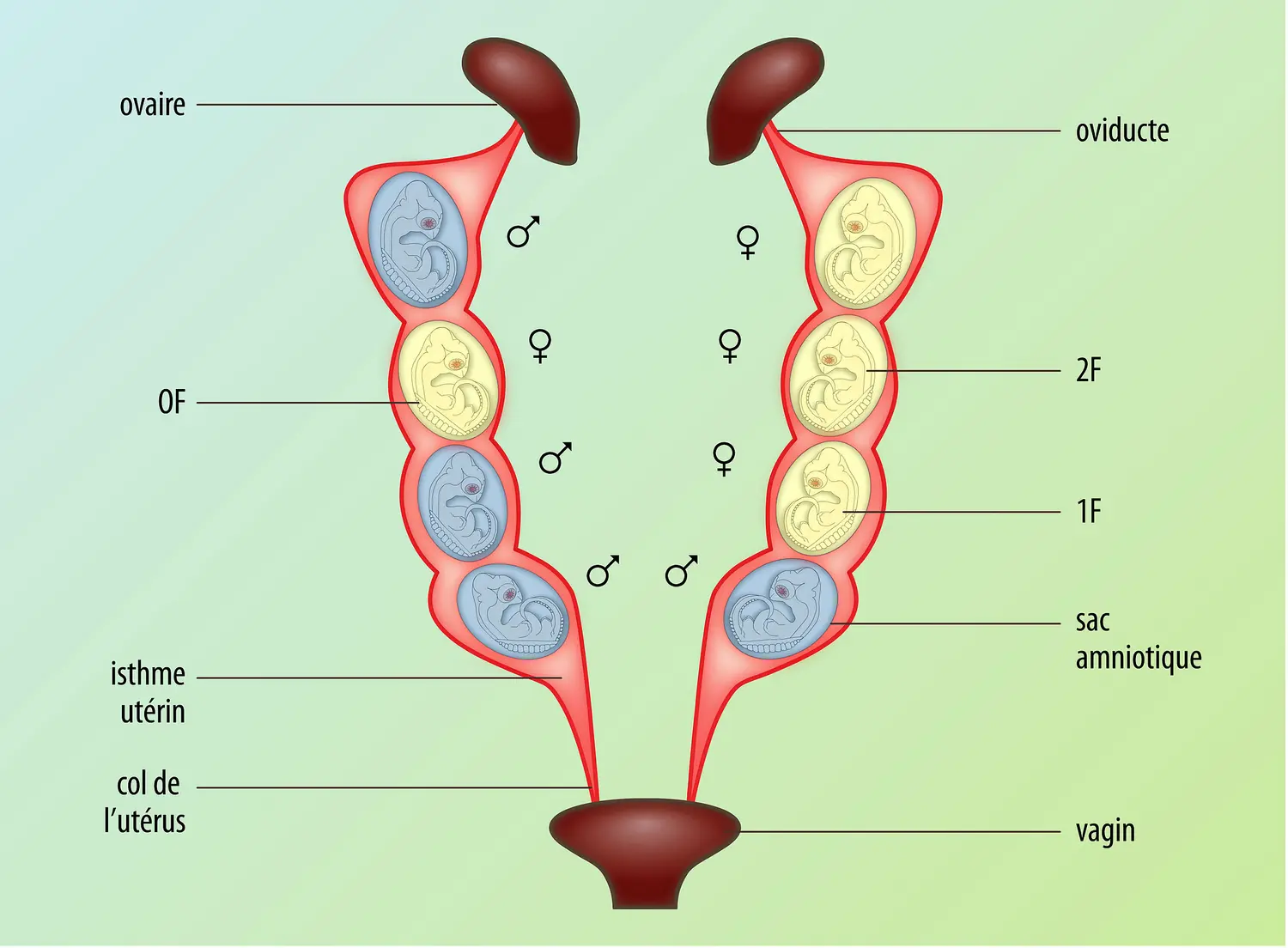 Influence des hormones sur le comportement des souris