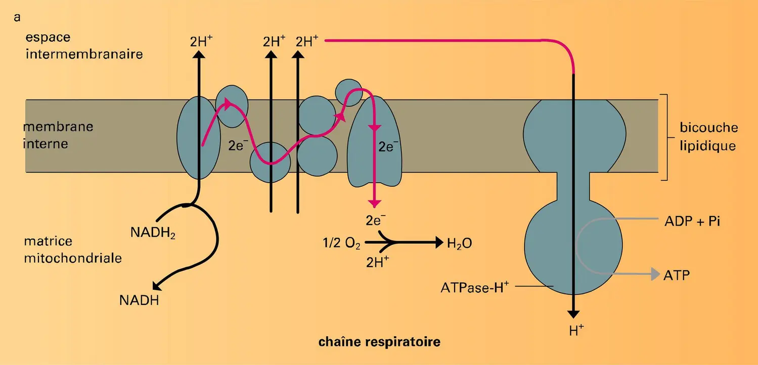 Translocation de protons et synthèse d'ATP - vue 1