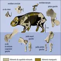 Reconstitution de <em>Lisowicia bojani</em> - crédits : Encyclopædia Universalis France